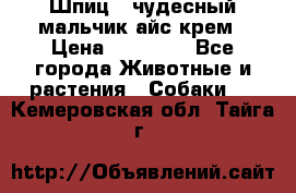 Шпиц - чудесный мальчик айс-крем › Цена ­ 20 000 - Все города Животные и растения » Собаки   . Кемеровская обл.,Тайга г.